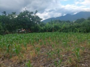 AMPLIO TERRENO PLANO LOTIZACION 22 DE MAYO