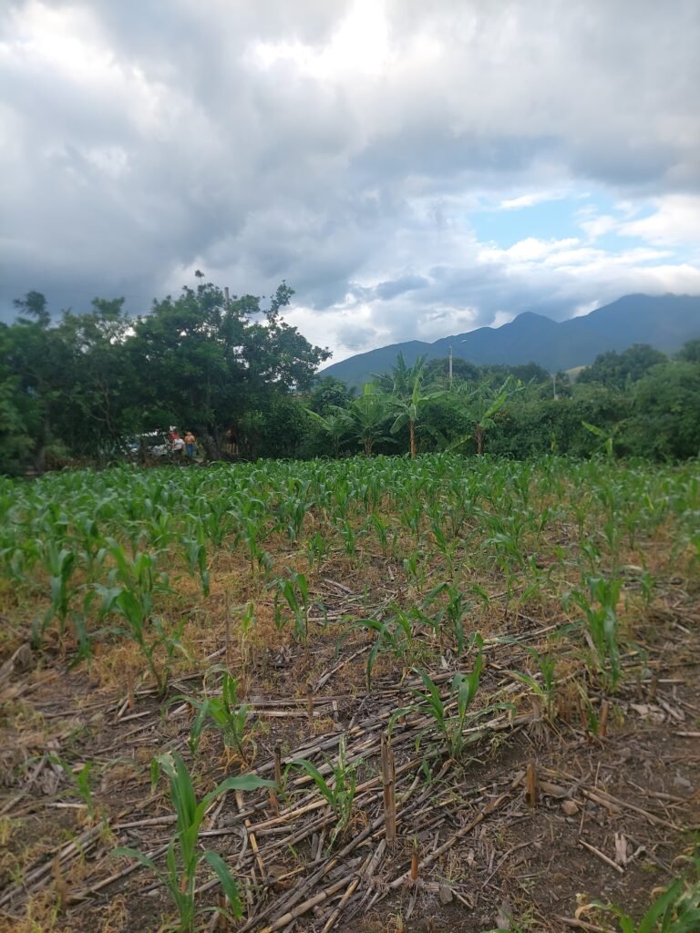 AMPLIO TERRENO PLANO TRAPICHILLO BAJO