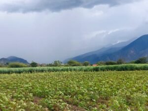 3 LOTES DE 2000M2-FINCA LA MERCED-CATAMAYO